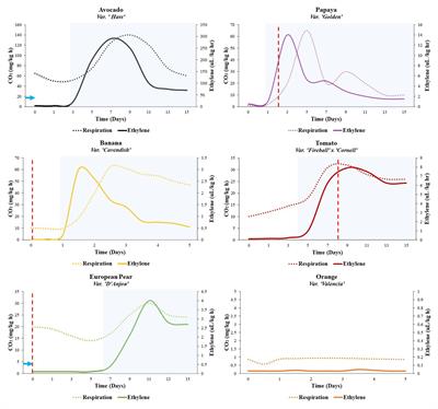 Beyond Ethylene: New Insights Regarding the Role of Alternative Oxidase in the Respiratory Climacteric